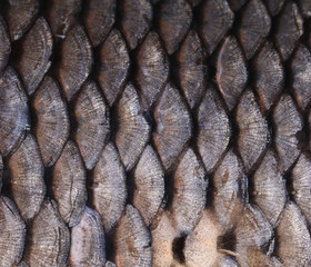Texture of fish scales close up. © indigolotos