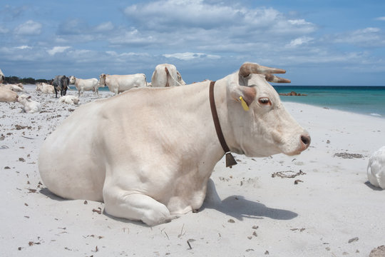 Kuh am Strand