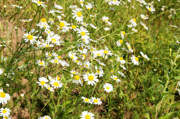 Chamomile field