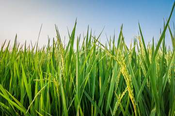 Green ear of rice in paddy rice field