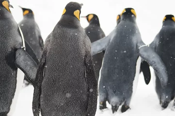 Crédence de cuisine en verre imprimé Pingouin ペンギンの後ろ姿