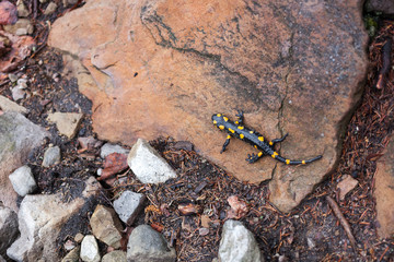 Salamander on the stone in forest