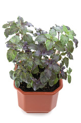 Purple basil in pot isolated on white