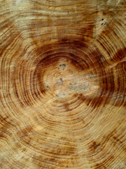 Naklejka premium Annual rings