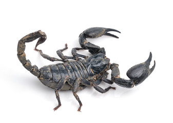 Scorpion Pandinus imperator isolated on white background