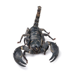 Scorpion Pandinus imperator isolated on white background