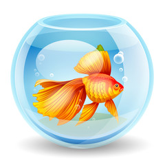 vector illustration of a goldfish in an aquarium