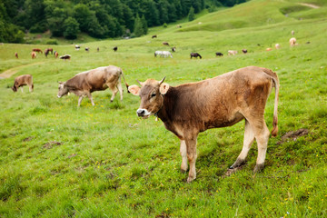 Naklejka na ściany i meble Herd of cow on the green meadow in mountains