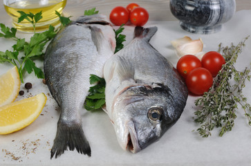 Fresh sea bream (Dorado)