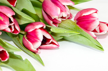 pink tulips