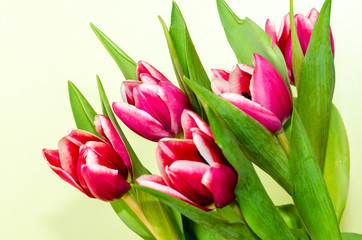 pink tulips