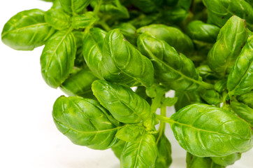 basil