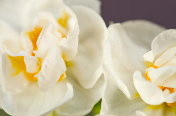 Obraz na płótnie Canvas white daffodil