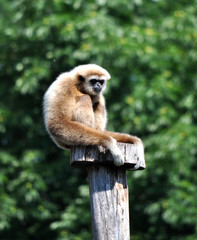 Fototapeta premium monkey on a wooden stake, gibbon