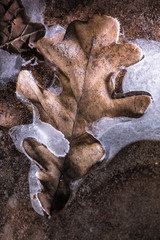 The fallen old leaf in an ice