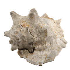 Seashell on White Background