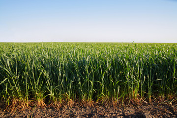 Fototapeta premium Field of barley