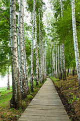 beautiful birch