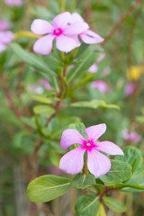 Pink vinca flowers in the garden