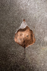 The fallen old leaf in an ice