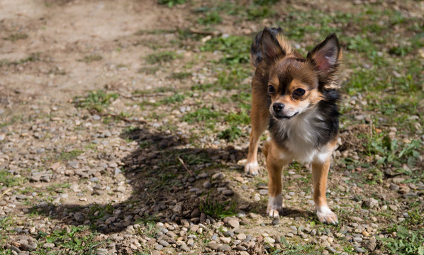Chihuahua