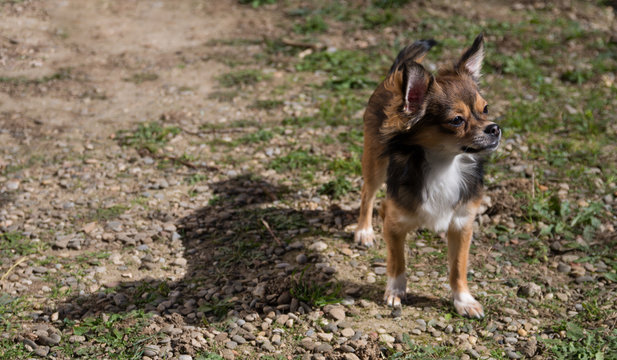 Chihuhua
