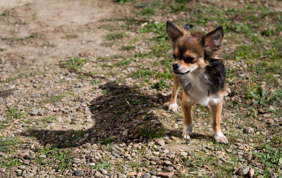 Chihuahua