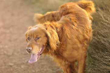 dark golden retriever peeing