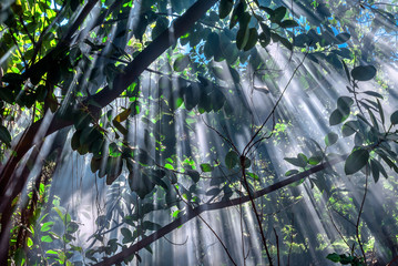 Jungle-light