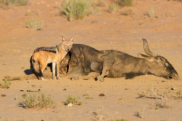 Naklejka premium Hungry Black backed jackal eating on a hollow carcass in the des