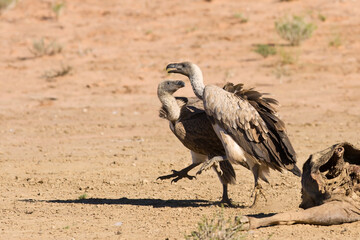 Vultures fighting at carcass for domination of the food in Kalah
