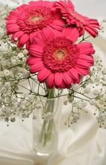 Cerise pink Gerbera flowers