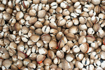 Fresh cockles ( clams ) for sale at asian seafood market