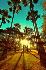 Naklejka na ściany i meble Beautiful sunset with sun beams at park with tropical palm trees