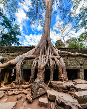 Ancient architecture. Ta Prohm temple, Angkor Wat, Cambodia
