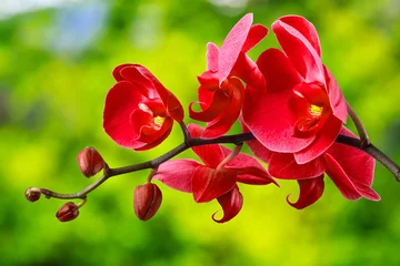 Zelfklevend Fotobehang Orchidee rode orchideebloem op onscherpe achtergrond