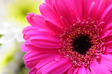 Macro of pink daisy flower