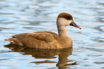 Red-crested Pochard - Netta rufina