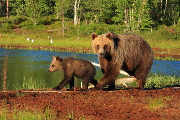 orso bruno della finlandia con piccolo