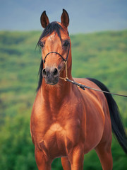 bay arabian stallion at mountain background