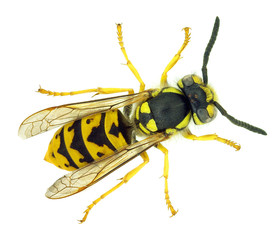 European paper wasp Vespula germanica