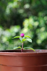 Small Globe Amaranth flower in plastic pot