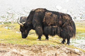 Wild yak in Himalaya mountains. India, Ladakh