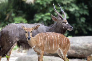 Nyala Male and Female Pair