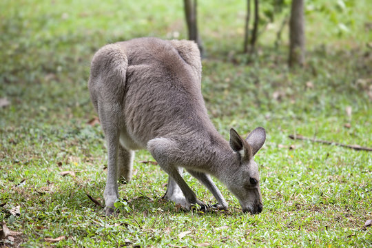 Kangaroo Grazing