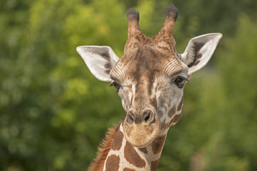 Obraz premium Giraffe