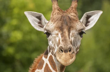 Crédence de cuisine en verre imprimé Girafe Girafe