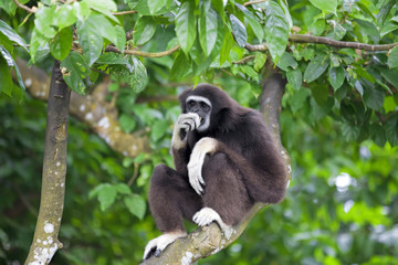 Gibbon Monkey