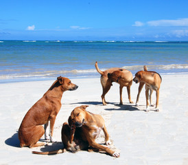 Strandhunde