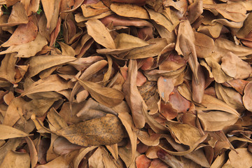 Dry leaves on the ground
